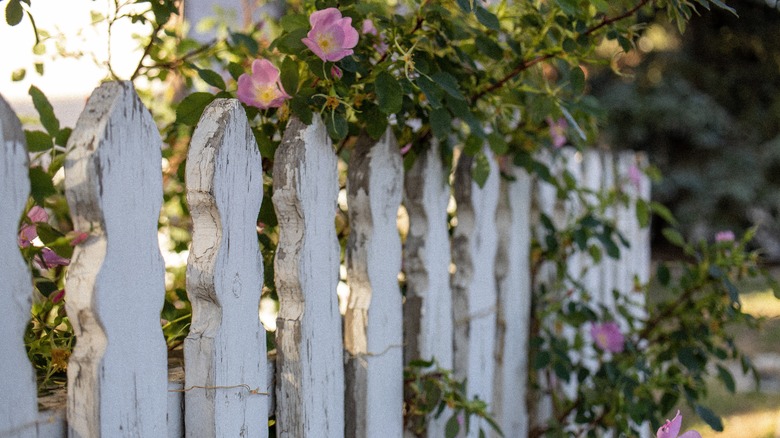 A white picket fence with roses growing over it