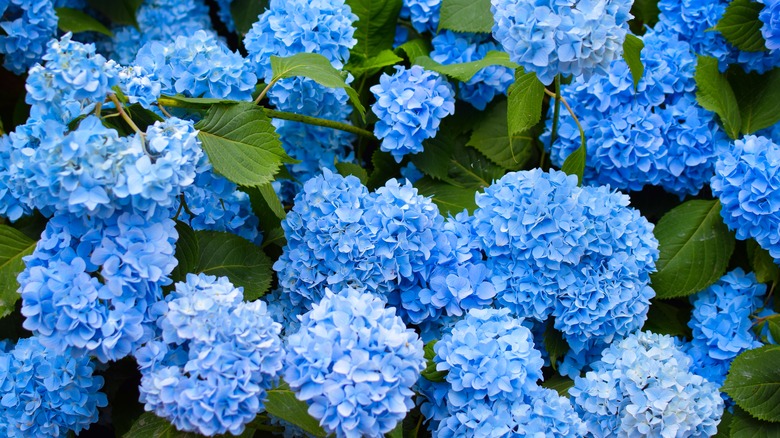 Close up of hydrangeas