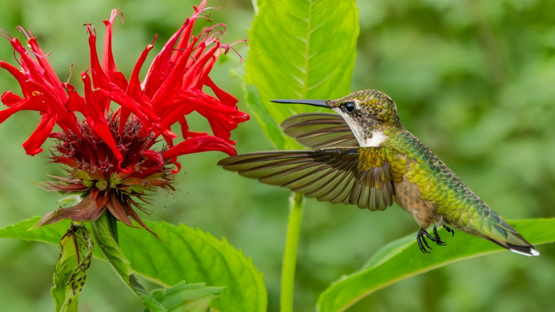 Ruby-throated hummingbird about to sip from nectar of salvia