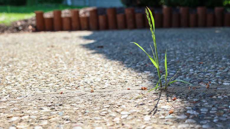 Weed growing in concrete driveway