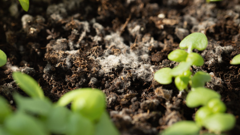 seedlings with mold on soil