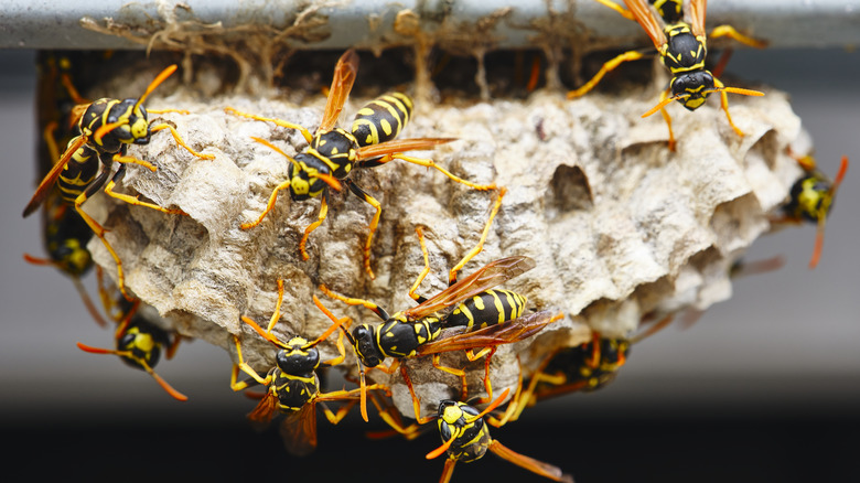Wasp nest with wasps