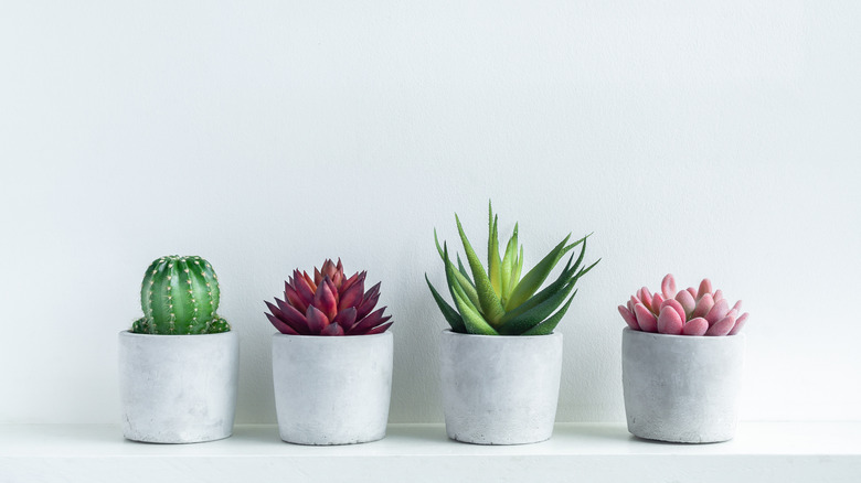 Row of succulents in pots