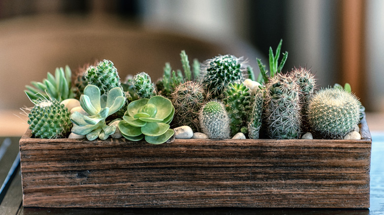 Different style and shape cactuses growing in a wood container