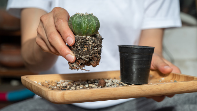 Woman repotting a small cactus at home