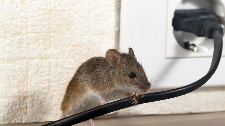 Mouse on a wire