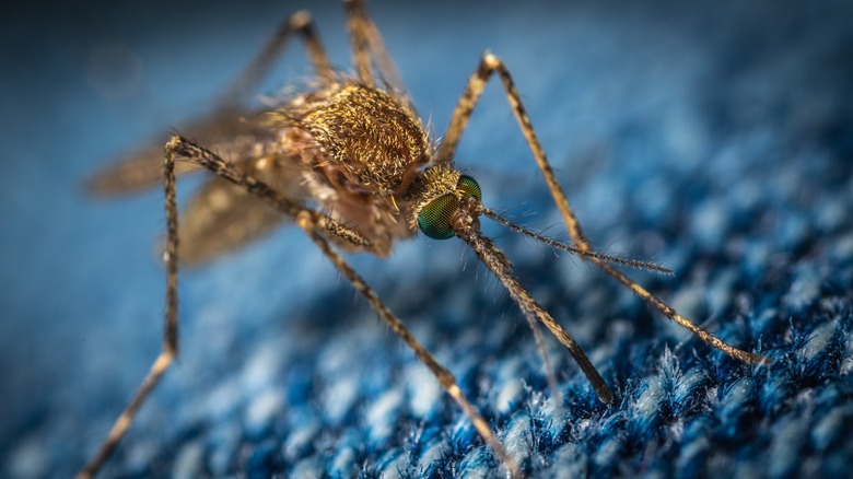 close up of mosquito