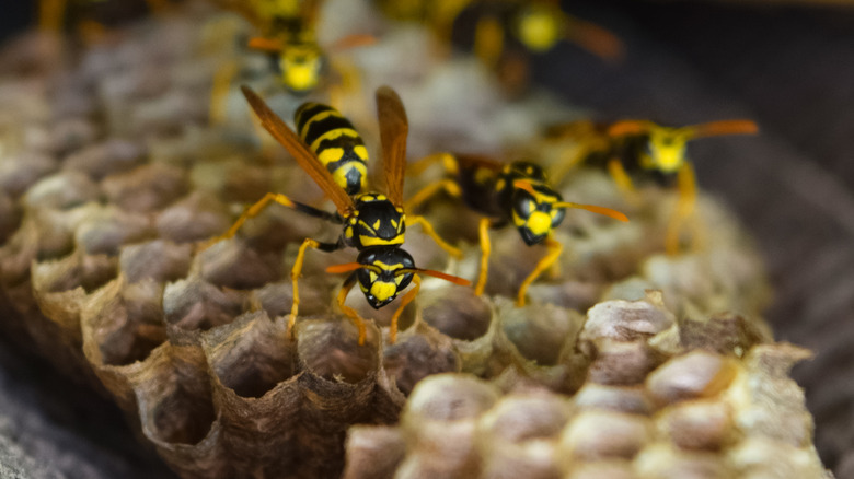 wasps building their nest 