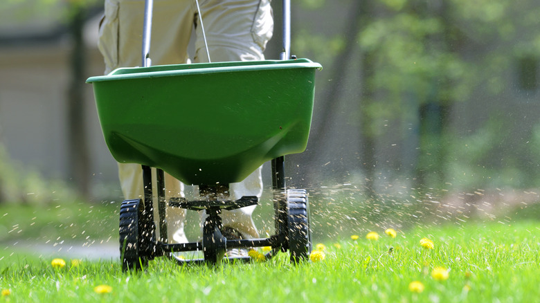 Applying weed killer and fertilizer