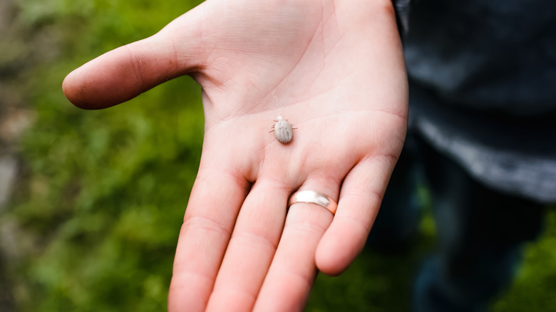 tick in palm of hand 