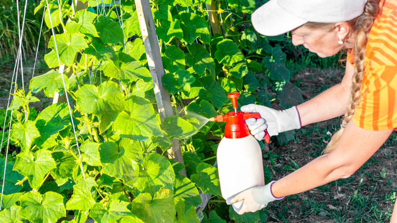 Woman spraying plants in garden