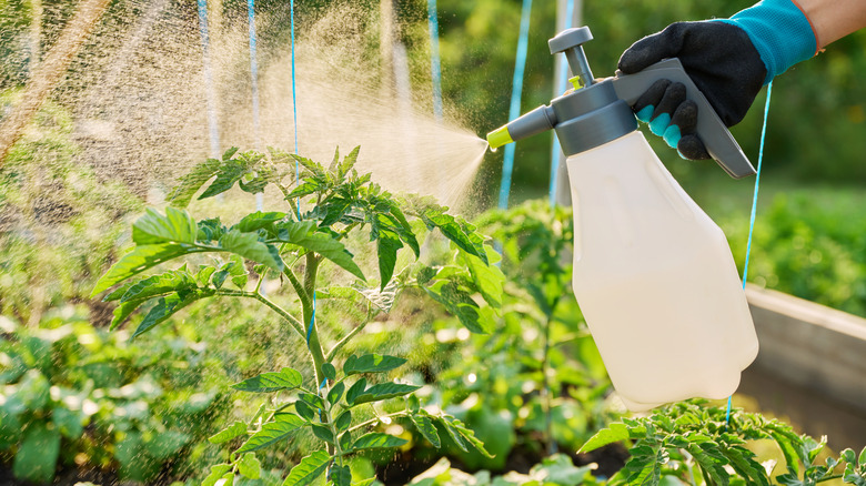Close up of gloved hand spraying tomato plants