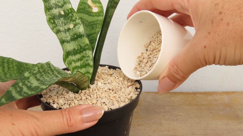 A woman's hands pouring white gravel in a black plastic pot with a green snake plant in it.