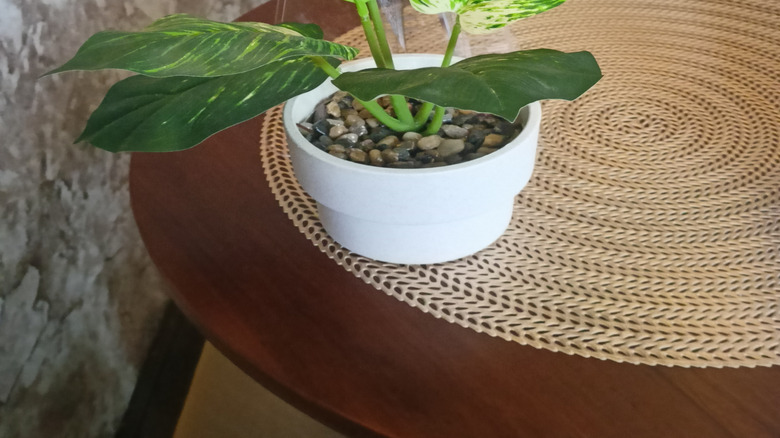 Golden pothos in a pot with gravel on top