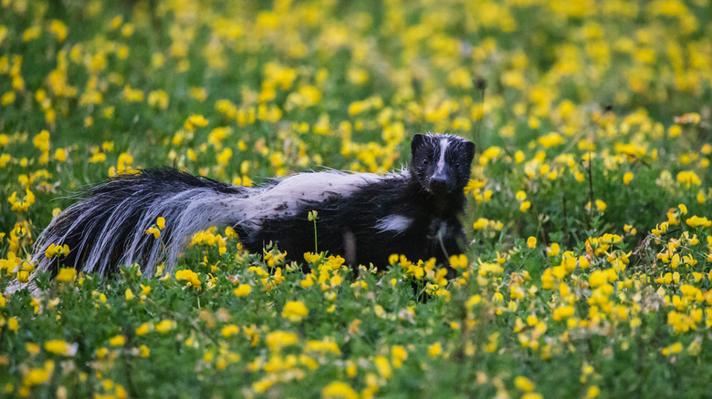Skunk in wildflowers 