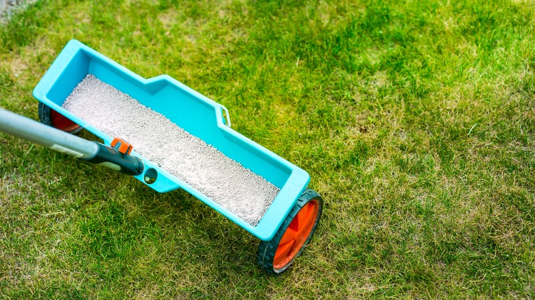 Person fertilizing lawn