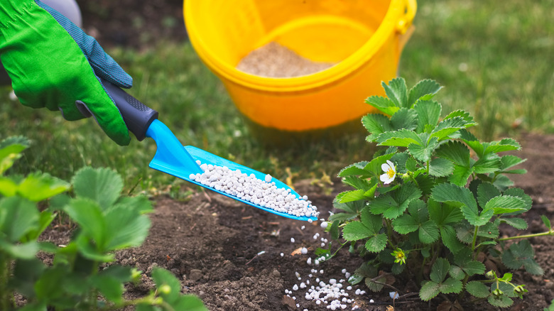 Gardener applying granular fertilizer to strawberry plants using a trowel to scoop from a yellow bucket