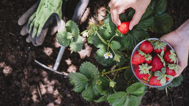 Gardener picking fresh strawberries from healthy plants in the garden