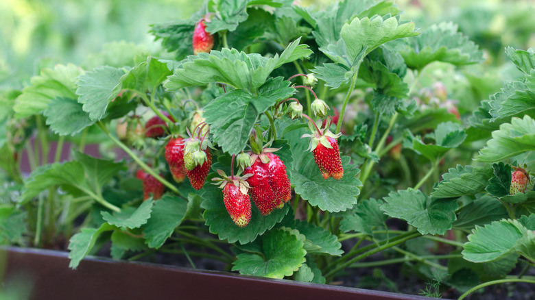Healthy strawberries growing in a raised garden bed with luscious red berries