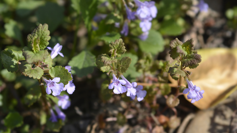 Creeping Charlie pale purple flowers