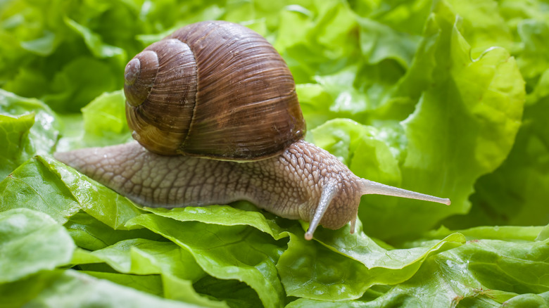 Snail on lettuce in the garden