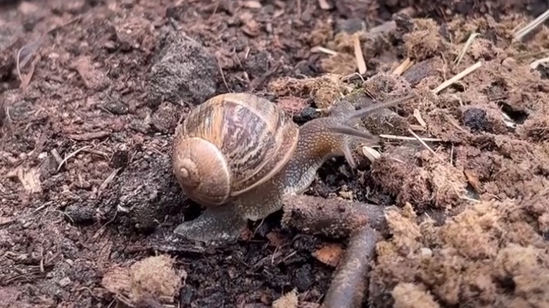 Snail encounters wool pellets in the soil.