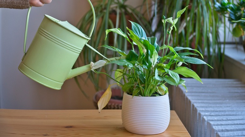 Watering houseplants with a green watering can.