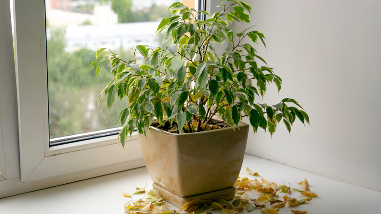 neglected dying plant in pot