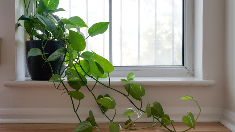 Leggy hanging plant on windowsill