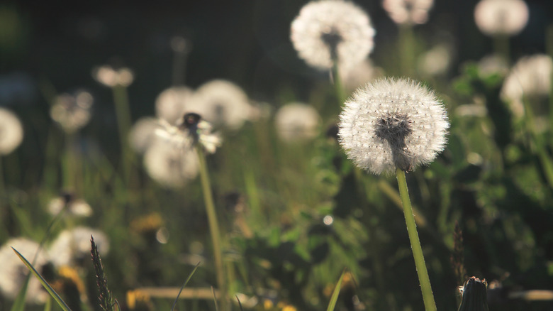 Dandelions in grass with fluffy seed heads