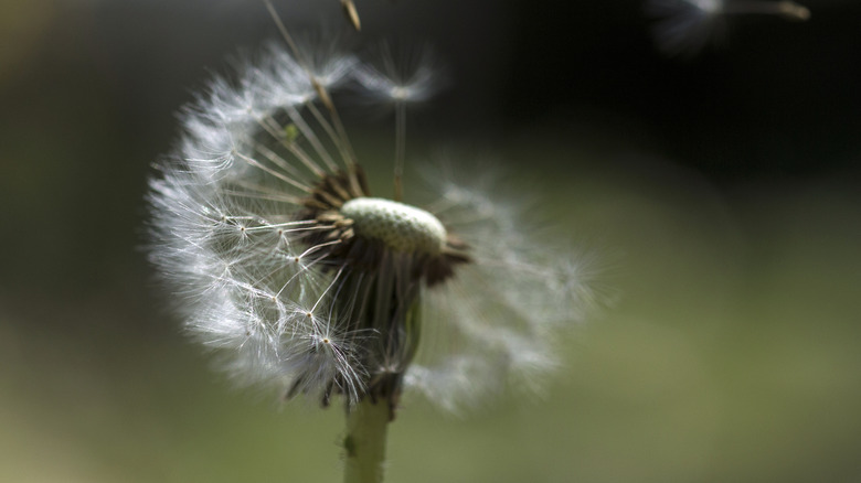 Dandelion seed head with seeds blowing off