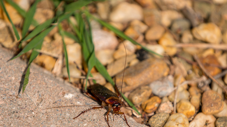 Cockroach walking on sidewalk