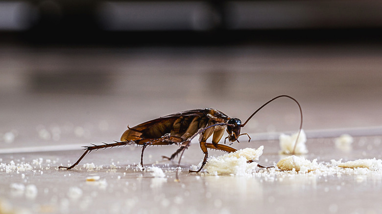 Closeup of cockroach with crumbs of food