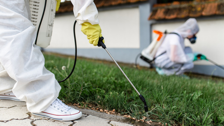 Exterminators outdoors in work wear spraying pesticide with sprayer.