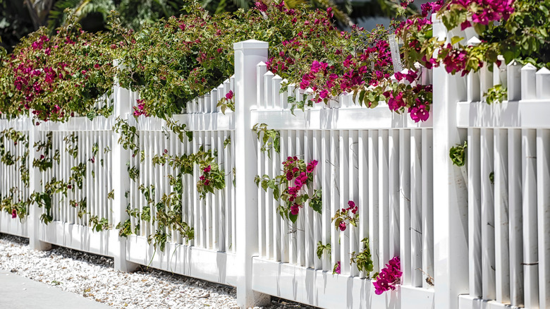 Attractive picket-style vinyl fence with plants growing through