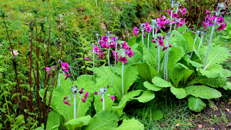 A stand of pink flowering candelabra primulas grows along a border in a damp shaded garden bed.