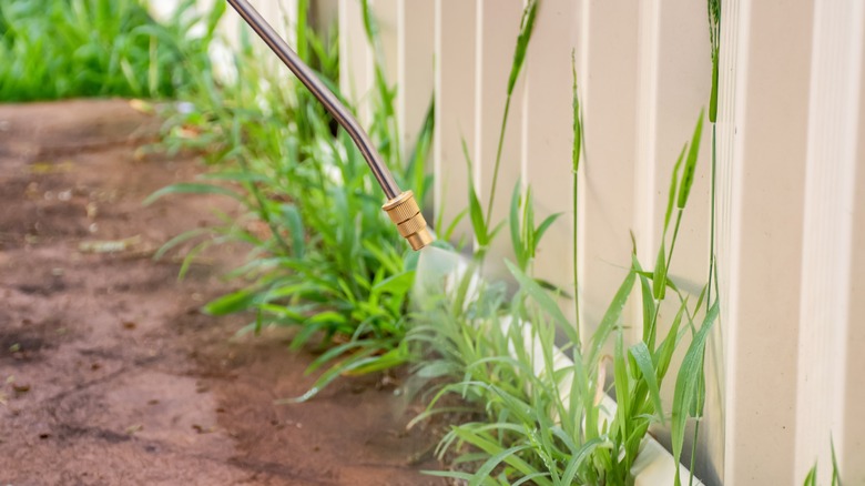 Person spraying weeds