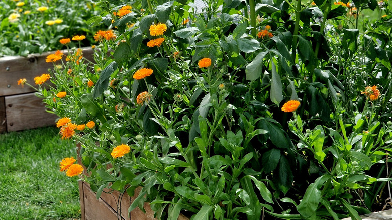 Orange calendula flowers growing in a raised bed