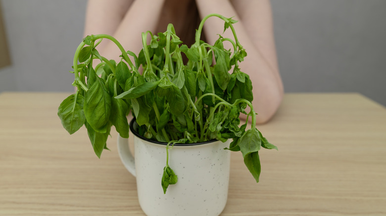 Basil wilting in a coffee mug with a person in the background with their elbows on the table or counter