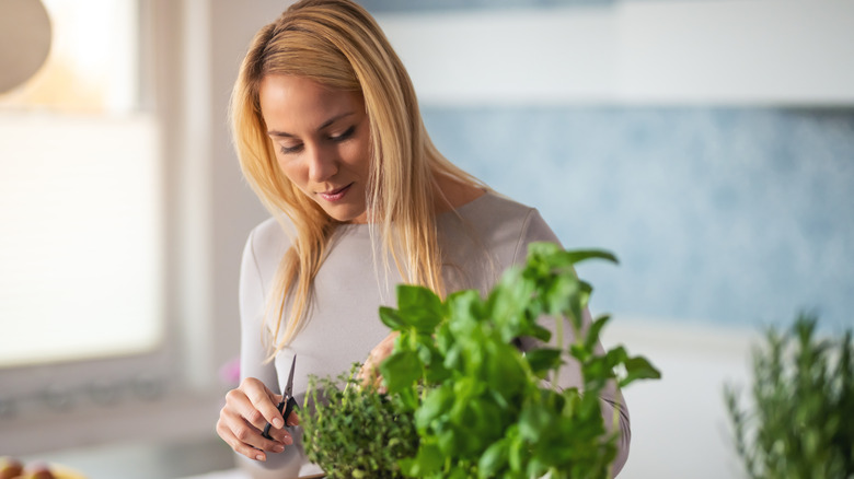 Woman cutting herbs off of her herb garden inside the kitchen