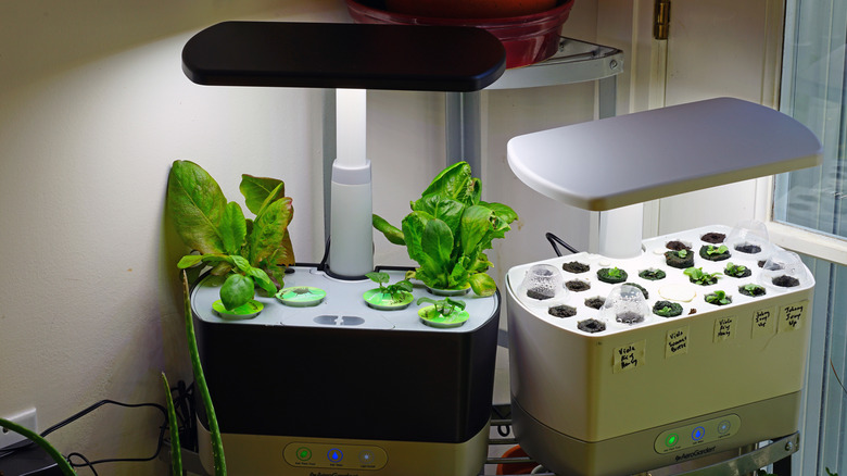 Two versions of the indoor garden by AeroGarden with their lights on and plants starting to grow inside them