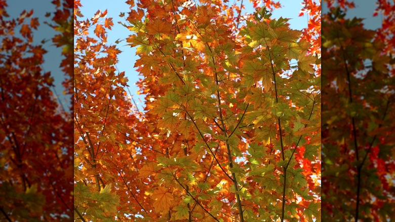 Freeman maple growing in yard