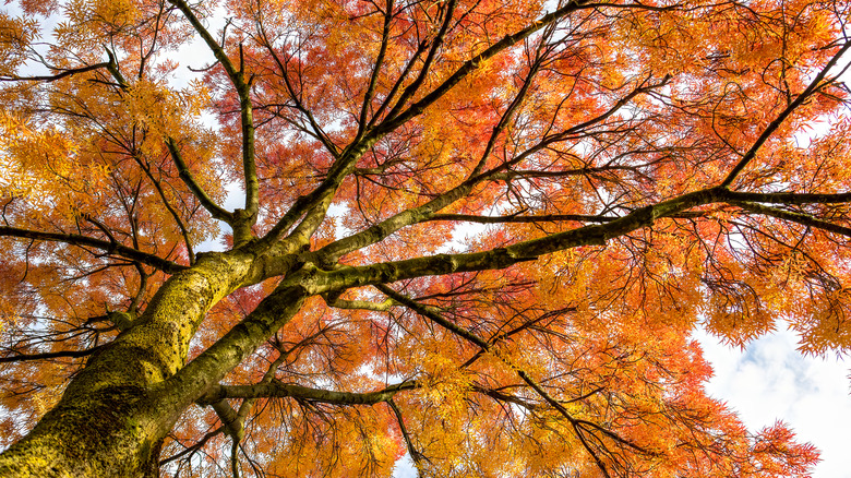 Orange foliage and dark branches on a tree in fall