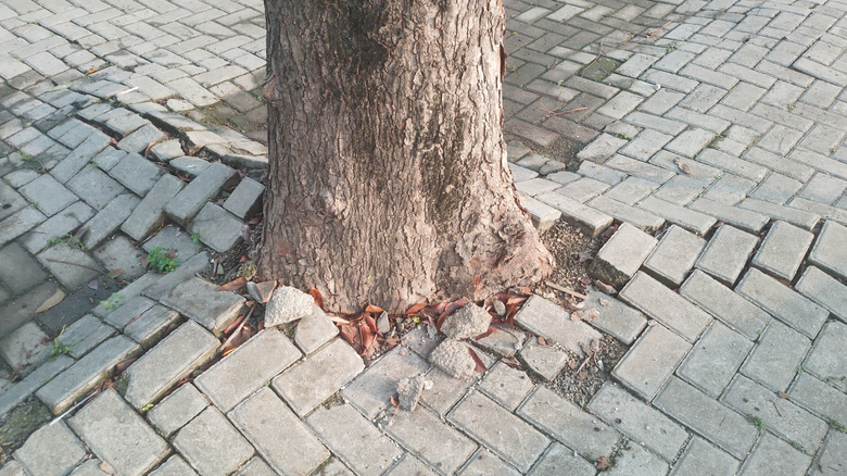 Tree roots emerging from pavement