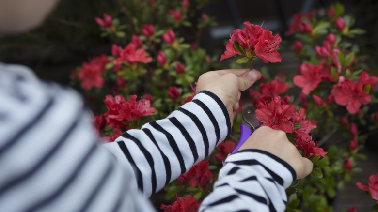 Person pruning azalea bush