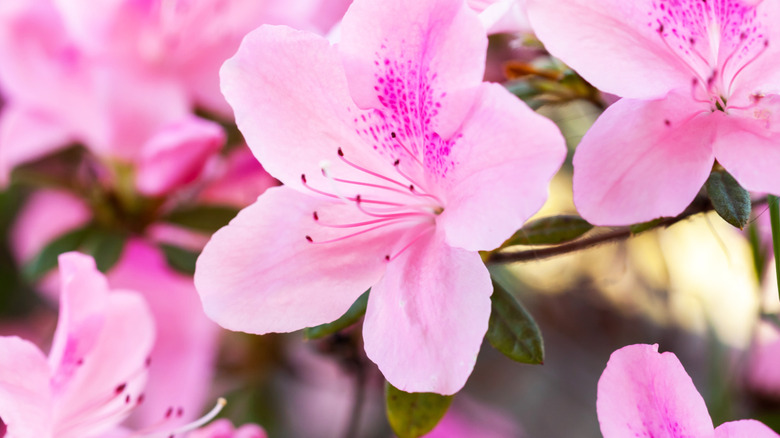 Pink azalea shrub in bloom