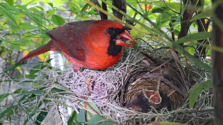 Male cardinal feeds babies in nest