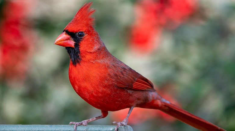 Cardinal in the garden