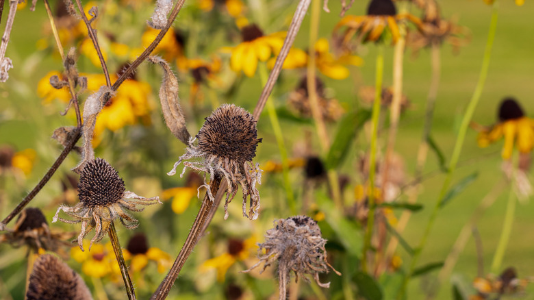 Black eyed Susan wildflower heads going to seed in autumn