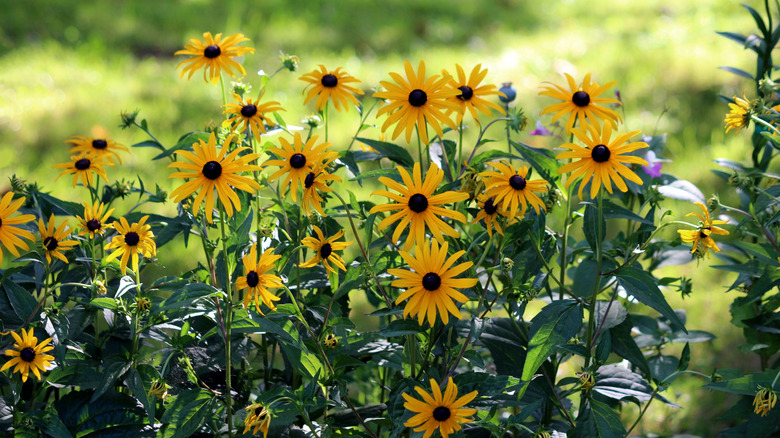 Cluster of yellow black-eyed Susans in a garden